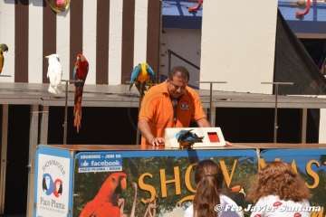 Espectáculo de aves exóticas de Paco Pluma en El Caracol (Foto Francisco Javier Santana)